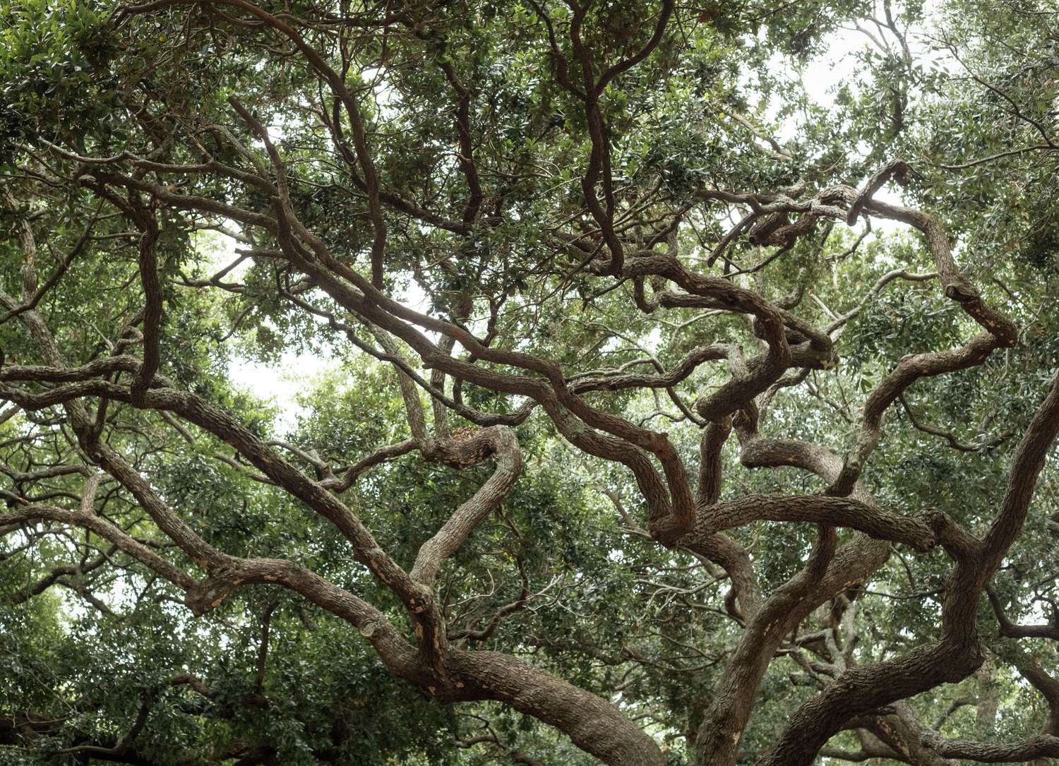 Angel Oak